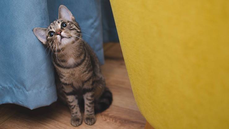 abusar de los gatos