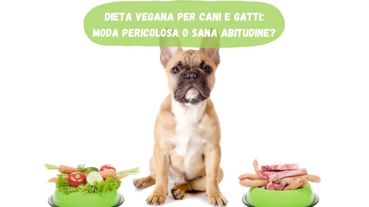 Dieta vegana para perros y gatos: ¿moda peligrosa o hábito saludable?  lo que dice la ciencia