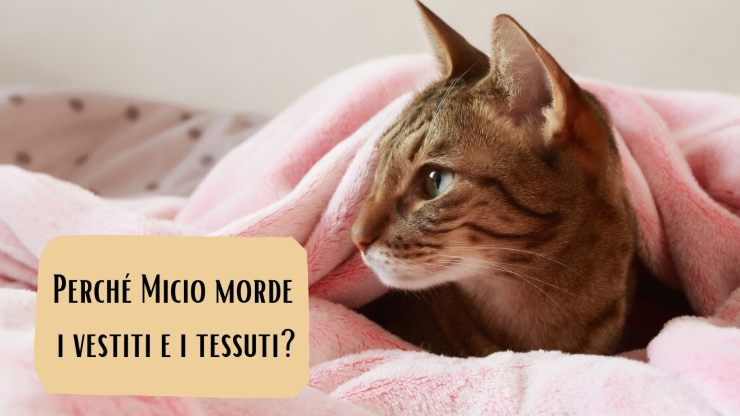 el gato muerde mi ropa el gato muerde mi ropa