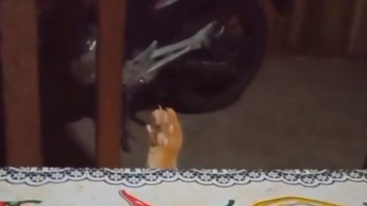 gato con pata levantada