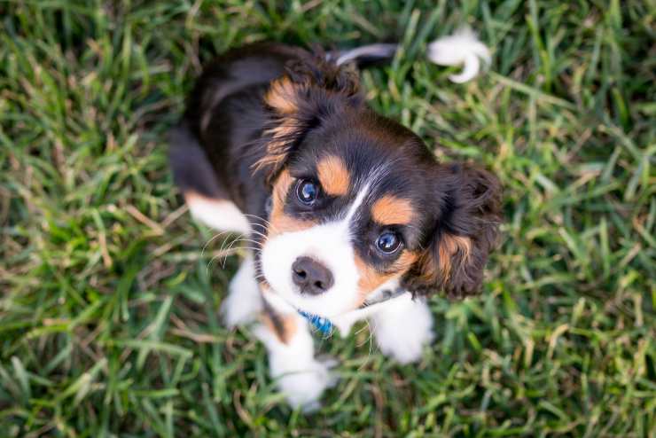 el perro desobedece el perro desobedece