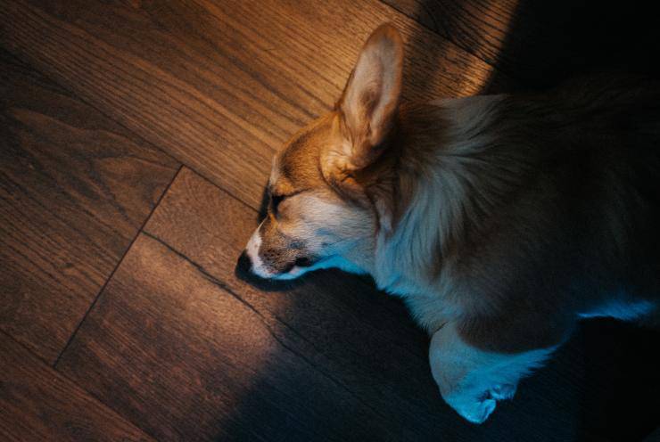 El perro duerme con las orejas erguidas El perro duerme con las orejas erguidas