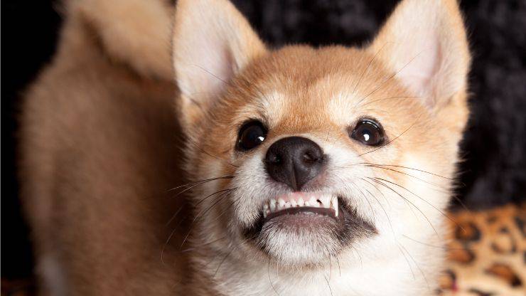 Perro rechina los dientes