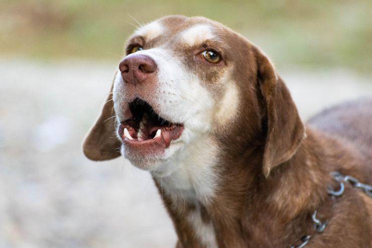 El perro le gruñe al dueño. El perro le gruñe al dueño.