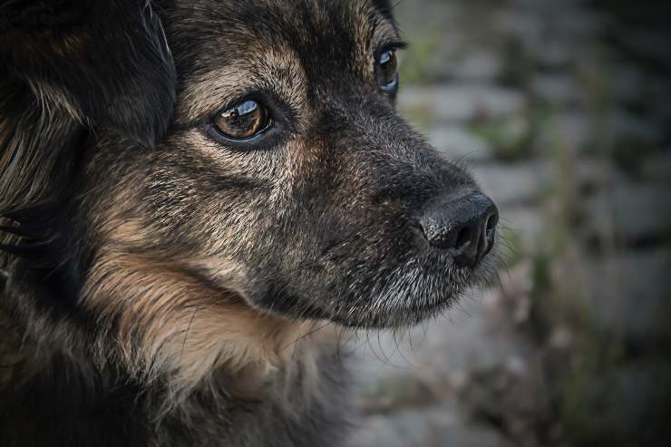 El perro le tiene miedo a todo. El perro le tiene miedo a todo.