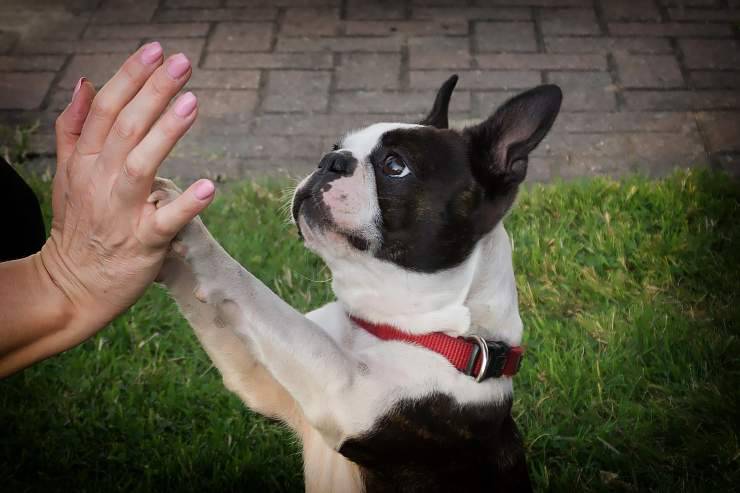 El perro llama con sus patas. El perro llama con sus patas.