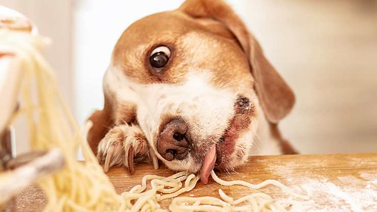 El perro sabe cómo no dejarse atrapar