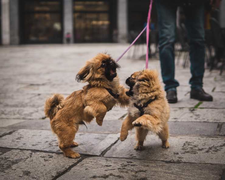 El perro se abalanza sobre otros perros. El perro se abalanza sobre otros perros.