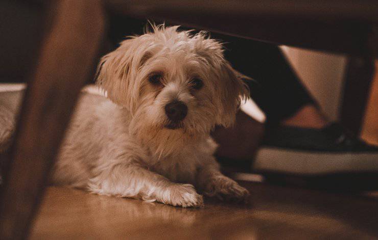 el perro se mete debajo de la mesa el perro se mete debajo de la mesa