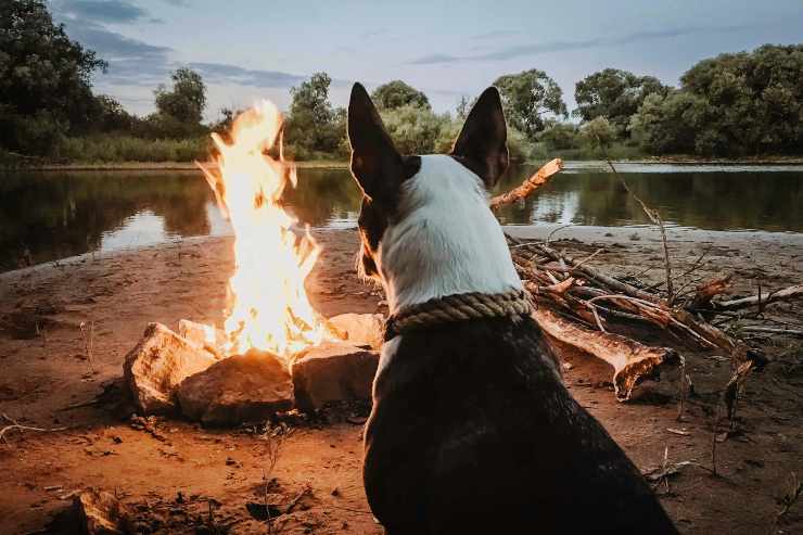 El perro se sienta junto al fuego. El perro se sienta junto al fuego.