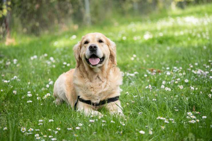 El perro siempre está en el jardín. El perro siempre está en el jardín.