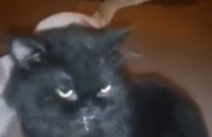 gato Drácula persona ayuda