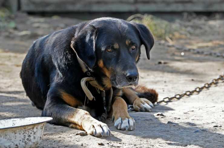 Perro negro en la cadena En Friuli Venezia Giulia, ¿es legal llevar al perro encadenado?