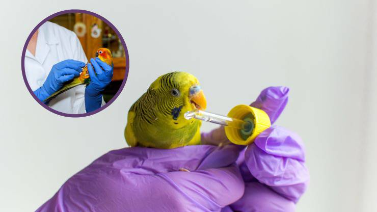 loro