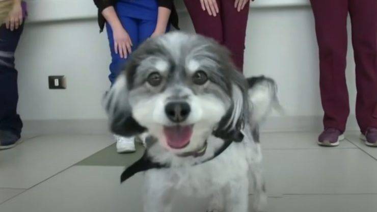perros de terapia en la escuela