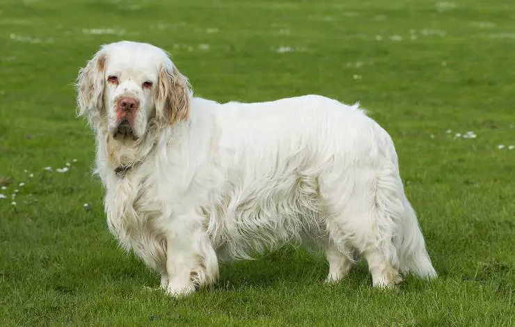perro de aguas