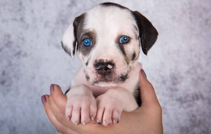 perros leopardo catahoula