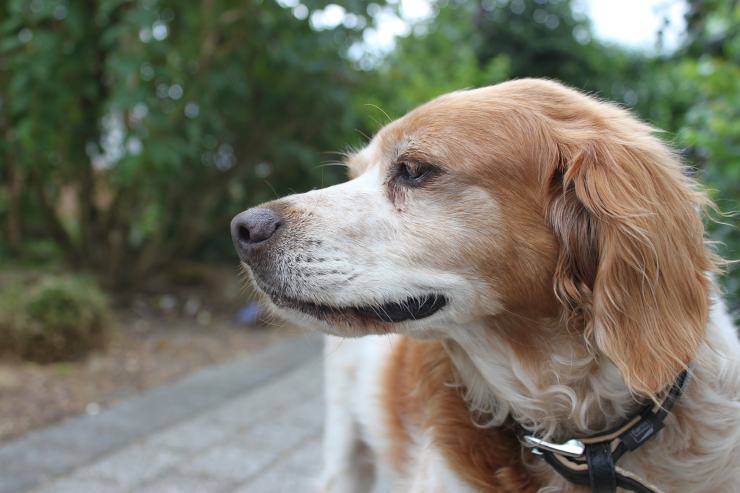 Perro de aguas de Bretaña