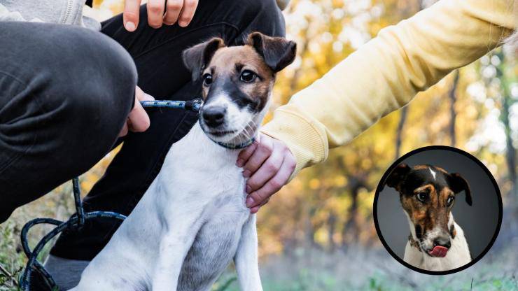 Razas compatibles con el Fox Terrier