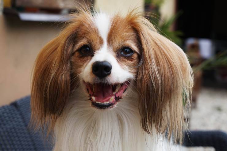 Nutrición del Continental Dwarf Spaniel