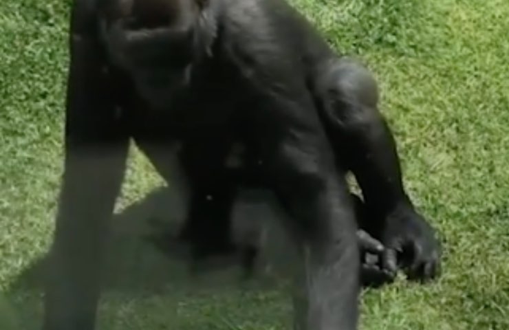 enorme pequeño gorila herido