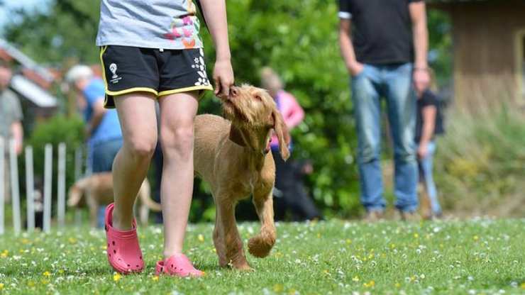Enseñar al perro el objetivo de la mano.