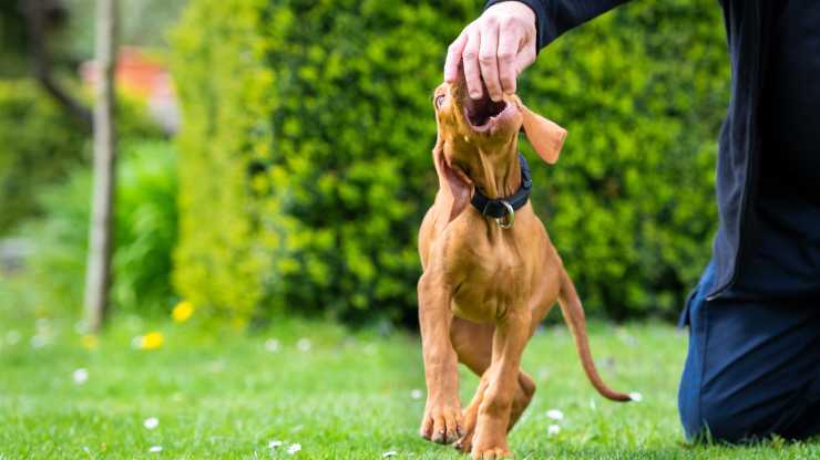 enseñar al perro a no jugar agresivamente