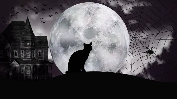 gato de la epifanía