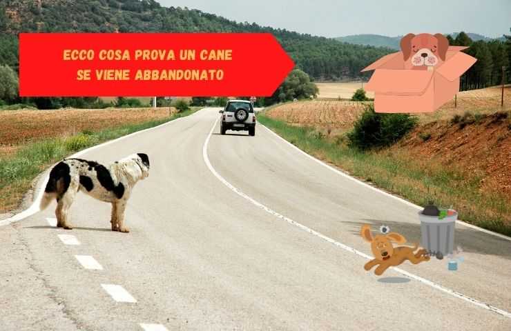 perro abandonado