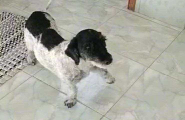 perrito pata abrazos amante