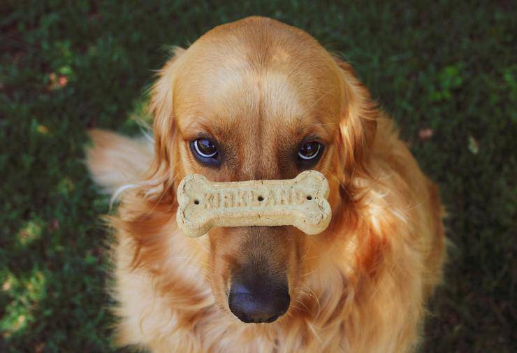 Galletas veganas para perros Galletas veganas para perros