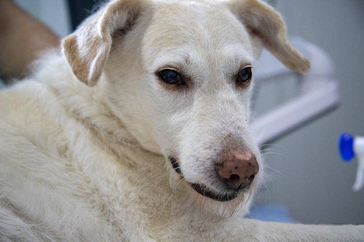 Gusano del corazón en el perro Gusano del corazón en el perro