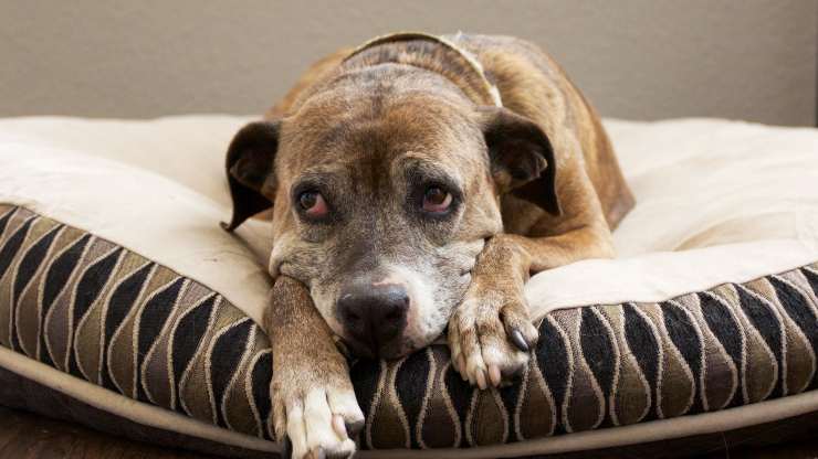 Los hábitos reducen la esperanza de vida del perro.