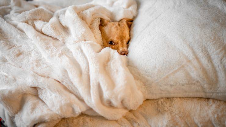 heces blancas en perros heces blancas en perros