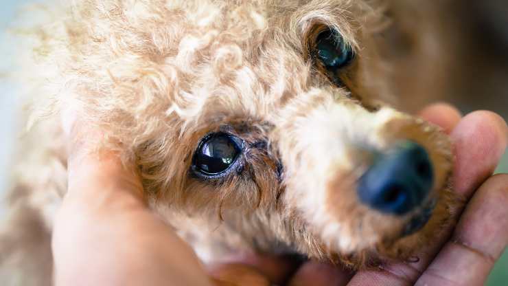 hepatozoonosis en perros
