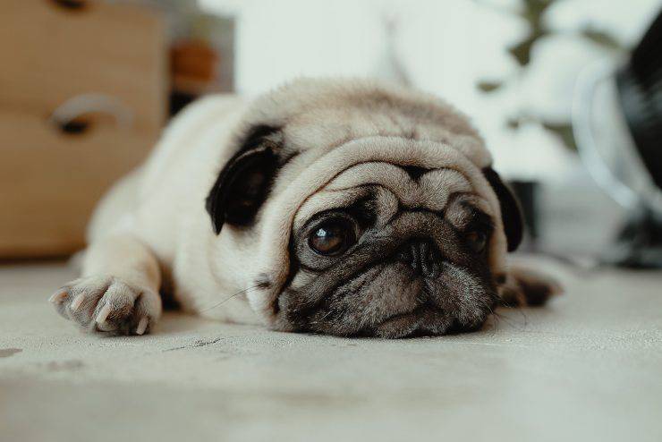 hernia discal en perros hernia discal en perros