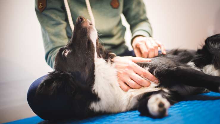 perro con hernia inguinal
