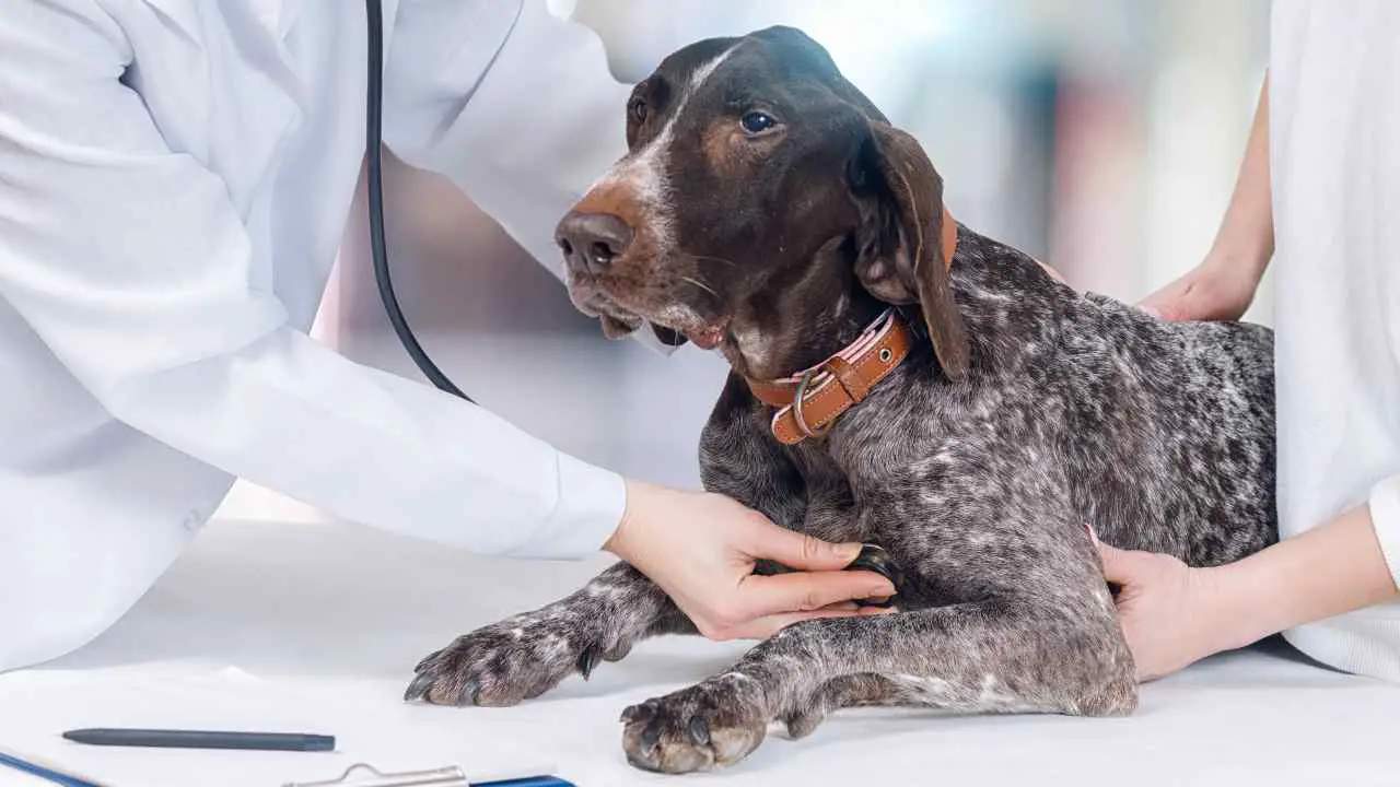 Veterinario escucha el corazón de un perro Hipernatremia en el perro