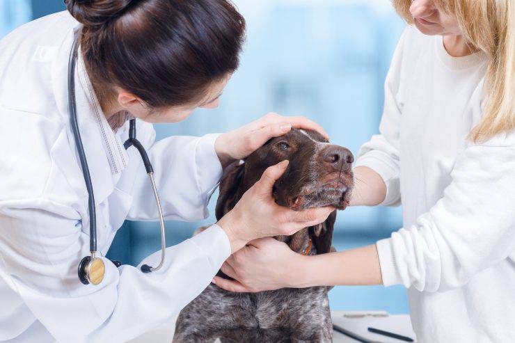 Veterinario examinando los ojos de un perro Hipoplasia del nervio óptico en el perro