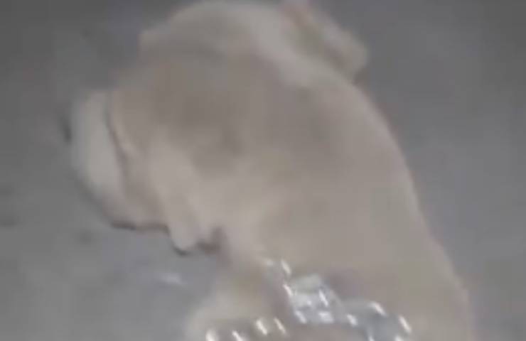 perro fuegos artificiales éxito