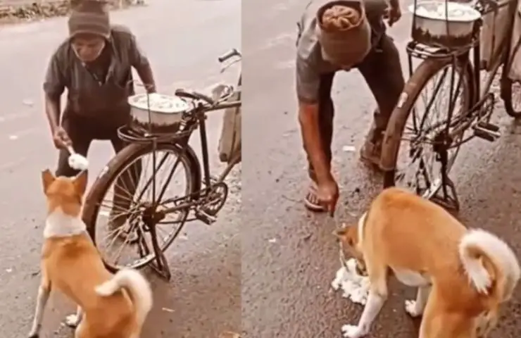 bicicleta almuerzo perro callejero