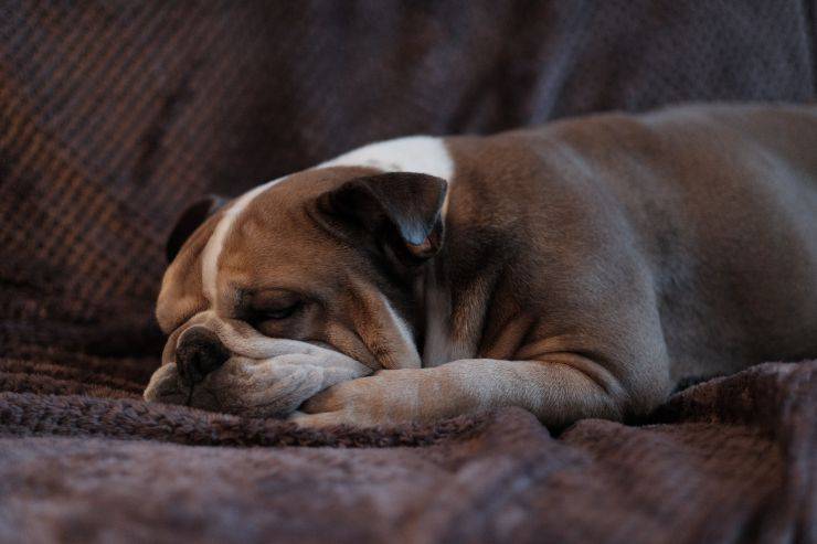 Infección estreptocócica en perros Infección estreptocócica en perros