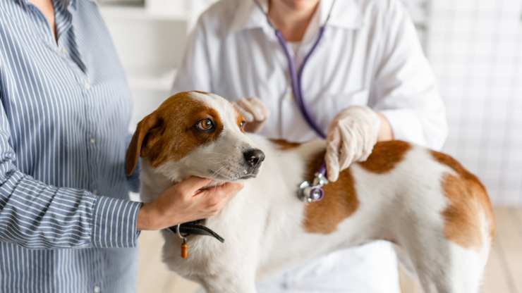 inflamación granulomatosa del hígado en perros