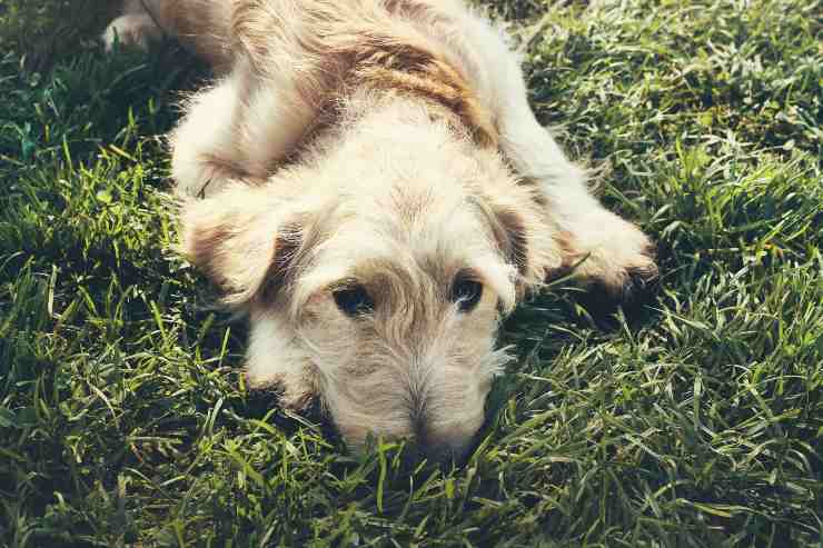 Envenenamiento por xilitol en perros Envenenamiento por xilitol en perros
