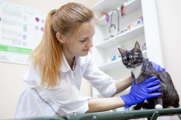 Itrafungol (itraconazol) para gatos: posología y forma de administración