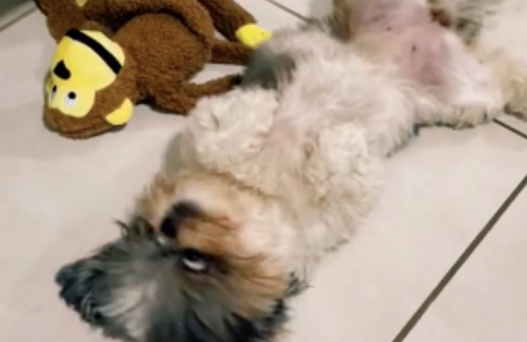 reacción de regalo de cereza de perrito