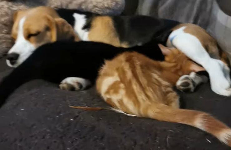 perrito Daisy adoptado gatitos