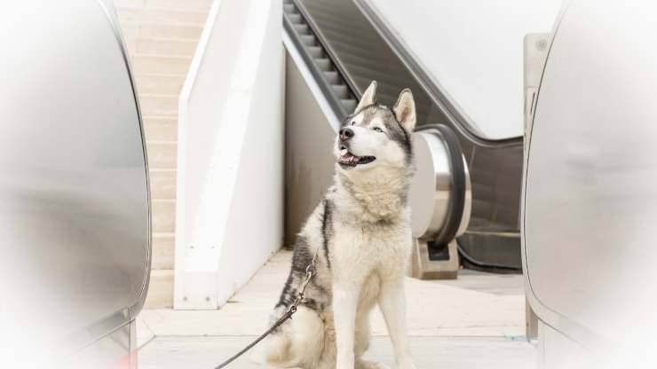 escaleras mecánicas peligrosas para perros