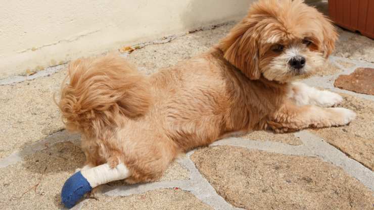 lesión en el tendón de aquiles del perro