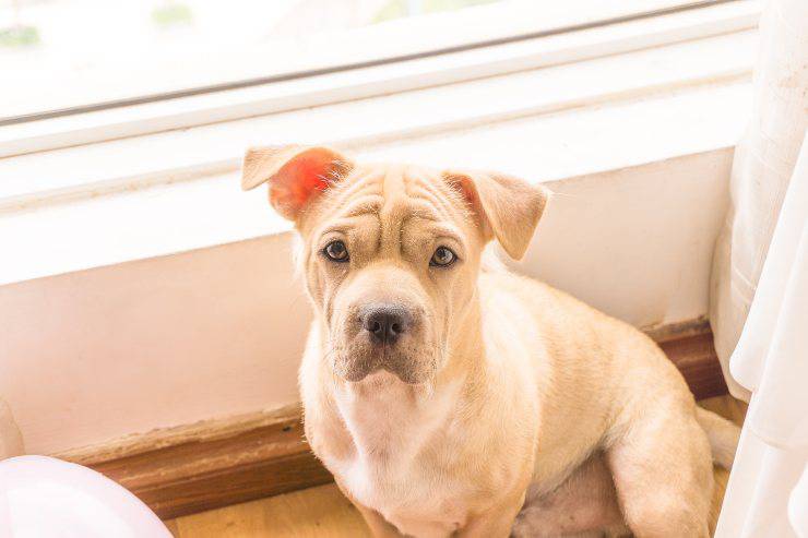 Linfadenopatía en el perro Linfadenopatía en el perro